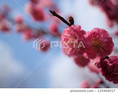 三月紅梅盛開的“八重函館” 124468017