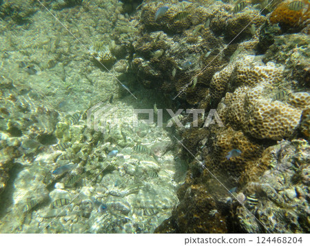 Tropical fish swimming in the sea: Hatenohama, Kumejima, Okinawa Tropical fish swimming in the sea: Hatenohama, Kumejima, Okinawa 124468204