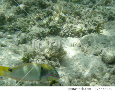 Tropical fish swimming in the sea: Hatenohama, Kumejima, Okinawa Tropical fish swimming in the sea: Hatenohama, Kumejima, Okinawa 124468270