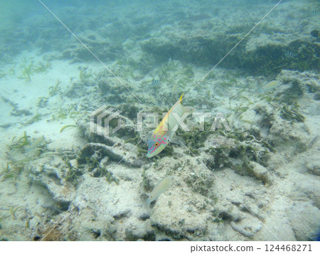 海中暢遊的熱帶魚:沖繩久米島羽田濱 海中暢遊的熱帶魚:沖繩久米島羽田濱 124468271