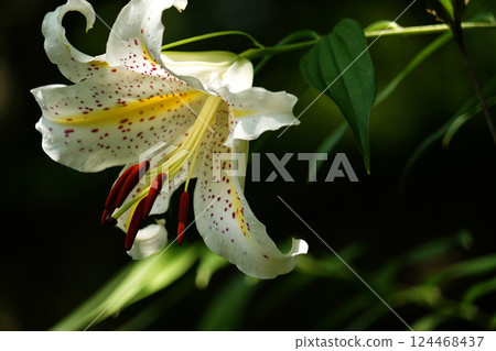  Wild lily 124468437