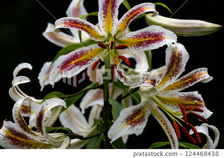 Wild lily Wild lily 124468438