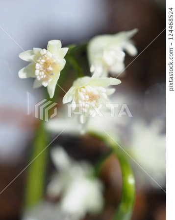 Coptis japonica blooming in the remaining snow (20250321103308) Coptis japonica blooming in the remaining snow (20250321103308) 124468524