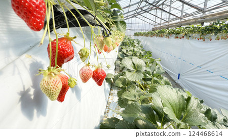 草莓屋蜂巢 草莓屋蜂巢 124468614