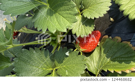 Strawberry picking: Strawberries in a greenhouse Strawberry picking: Strawberries in a greenhouse 124468682