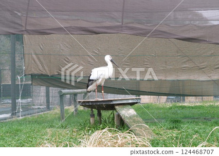 Noda City Stork Village protects and raises endangered storks. 124468707