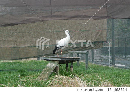 Noda City Stork Village protects and raises endangered storks. Noda City Stork Village protects and raises endangered storks. 124468714
