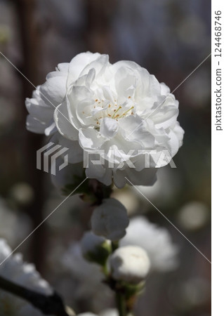 白色重瓣桃花 124468746