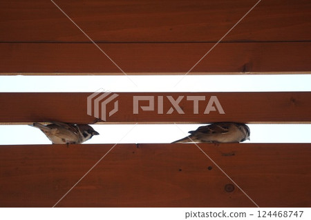 籬笆之間的兩隻麻雀 籬笆之間的兩隻麻雀 124468747