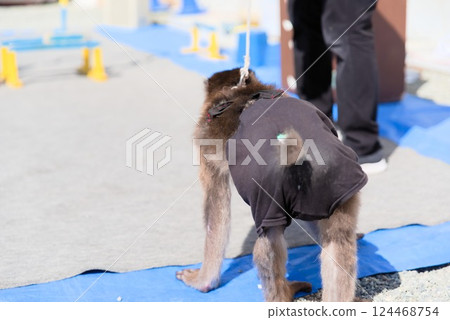 猴子表演的一幕讓觀眾著迷 124468754