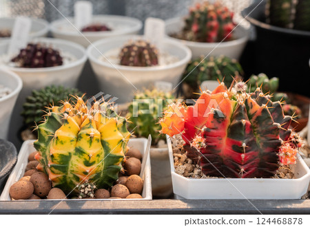 Collection of Gymnocalycium variegated cactus keeping in greenhouse. 124468878