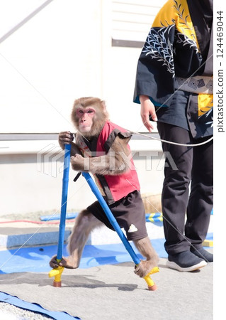 A scene from a monkey show that captivates the audience A scene from a monkey show that captivates the audience 124469044