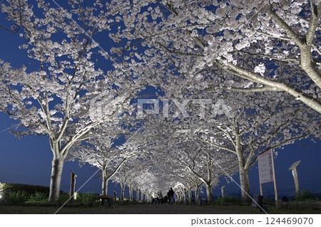 A row of cherry trees in full bloom. A row of cherry trees in full bloom. 124469070