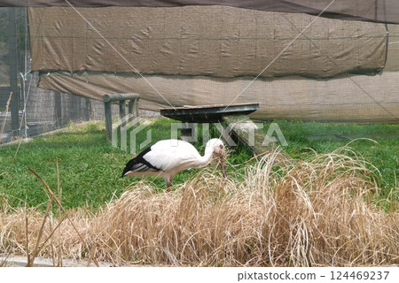 Noda City Stork Village protects and raises endangered storks. Noda City Stork Village protects and raises endangered storks. 124469237
