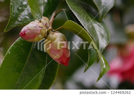 山茶花的芽 124469262