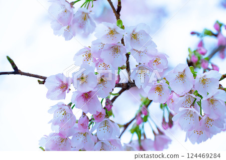 Newly bloomed cherry blossoms Newly bloomed cherry blossoms 124469284