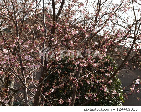 Cherry blossoms in full bloom Cherry blossoms in full bloom 124469313