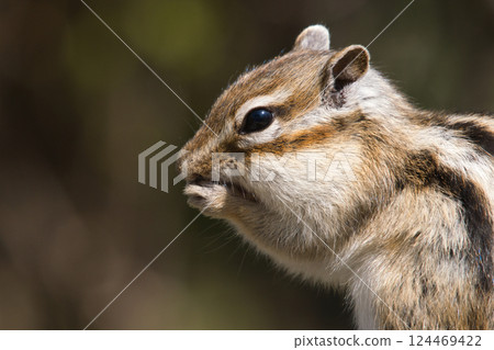 Chipmunk biting into nuts 124469422
