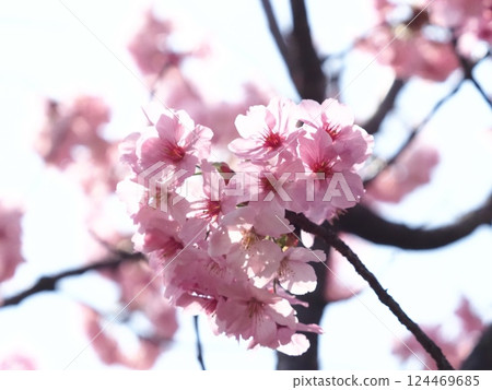 Cherry blossoms bathed in spring sunlight Cherry blossoms bathed in spring sunlight 124469685