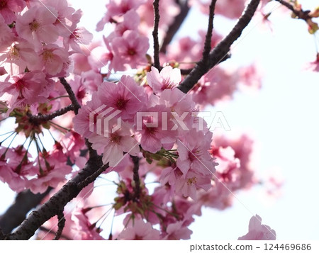 Cherry blossoms in full bloom that herald the arrival of spring Cherry blossoms in full bloom that herald the arrival of spring 124469686