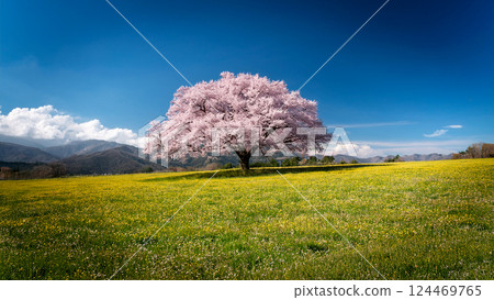 A plain where a single cherry tree blooms 124469765