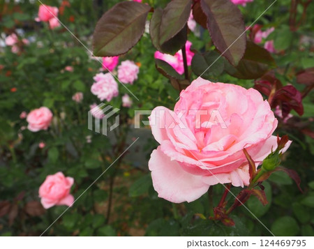 Various kinds of roses blooming in the rose garden at Expo Commemoration Park in Osaka 124469795