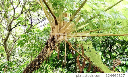 沖繩縣西表島的蕨類植物 124469827