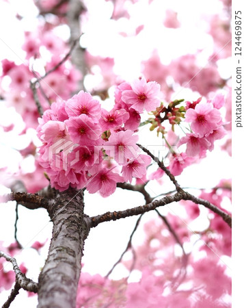 Cute double cherry tree 124469875