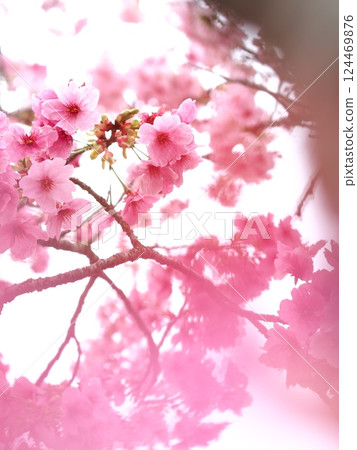 Sakura taking spring sunlight 124469876