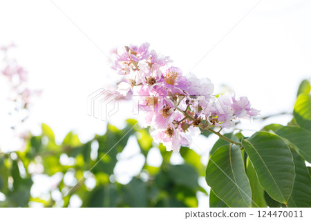 Queens Flower or Inthanin flower in Thailand, Lagerstroemia speciosa, cheerful blooming in park. Queens Flower or Inthanin flower in Thailand, Lagerstroemia speciosa, cheerful blooming in park. 124470011
