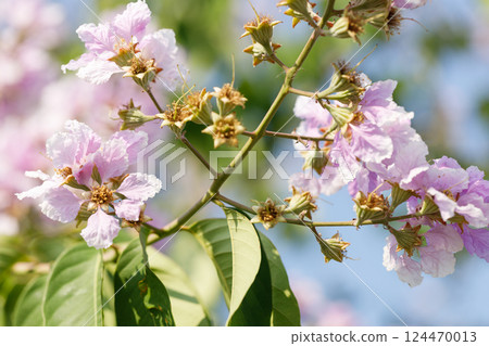 Queens Flower or Inthanin flower in Thailand, Lagerstroemia speciosa, cheerful blooming in park. Queens Flower or Inthanin flower in Thailand, Lagerstroemia speciosa, cheerful blooming in park. 124470013