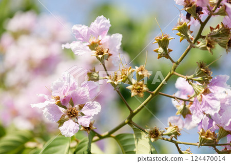 Queens Flower or Inthanin flower in Thailand, Lagerstroemia speciosa, cheerful blooming in park. 124470014