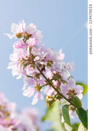 Queens Flower or Inthanin flower in Thailand, Lagerstroemia speciosa, cheerful blooming in park. 124470019