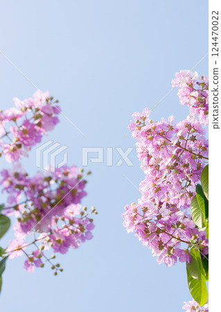 Queens Flower or Inthanin flower in Thailand, Lagerstroemia speciosa, cheerful blooming in park. Queens Flower or Inthanin flower in Thailand, Lagerstroemia speciosa, cheerful blooming in park. 124470022