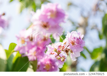 Queens Flower or Inthanin flower in Thailand, Lagerstroemia speciosa, cheerful blooming in park. Queens Flower or Inthanin flower in Thailand, Lagerstroemia speciosa, cheerful blooming in park. 124470025