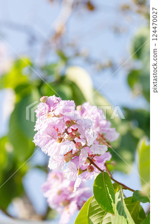 Queens Flower or Inthanin flower in Thailand, Lagerstroemia speciosa, cheerful blooming in park. 124470027