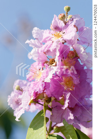 Queens Flower or Inthanin flower in Thailand, Lagerstroemia speciosa, cheerful blooming in park. 124470028