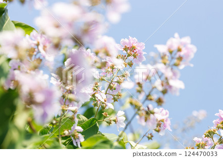Queens Flower or Inthanin flower in Thailand, Lagerstroemia speciosa, cheerful blooming in park. 124470033