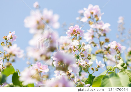 Queens Flower or Inthanin flower in Thailand, Lagerstroemia speciosa, cheerful blooming in park. 124470034