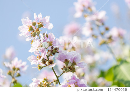 Queens Flower or Inthanin flower in Thailand, Lagerstroemia speciosa, cheerful blooming in park. 124470036