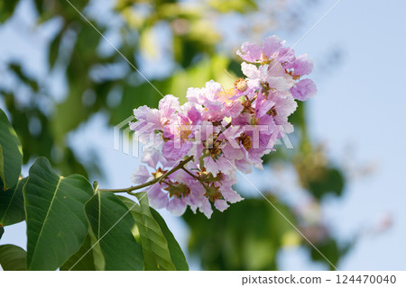 Queens Flower or Inthanin flower in Thailand, Lagerstroemia speciosa, cheerful blooming in park. 124470040