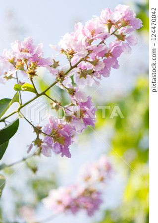 Queens Flower or Inthanin flower in Thailand, Lagerstroemia speciosa, cheerful blooming in park. 124470042