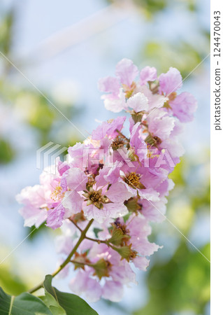 Queens Flower or Inthanin flower in Thailand, Lagerstroemia speciosa, cheerful blooming in park. Queens Flower or Inthanin flower in Thailand, Lagerstroemia speciosa, cheerful blooming in park. 124470043