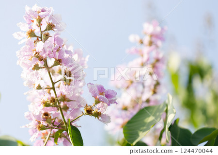 Queens Flower or Inthanin flower in Thailand, Lagerstroemia speciosa, cheerful blooming in park. 124470044