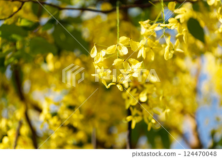 Golden shower tree cheerful blooming in natural park. Cassia fistula. 124470048