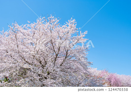 櫻花盛開，藍藍的天空 124470338