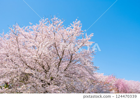 櫻花盛開，藍藍的天空 124470339