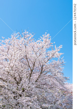 Cherry blossoms in full bloom and blue sky 124470342