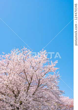 Cherry blossoms in full bloom and blue sky 124470346