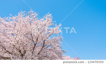 Cherry blossoms in full bloom and blue sky 124470350